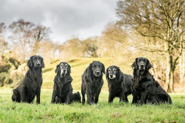 Supplements Healthy Dogs