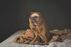 Safe Pug in blanket