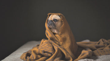 Safe Pug in blanket